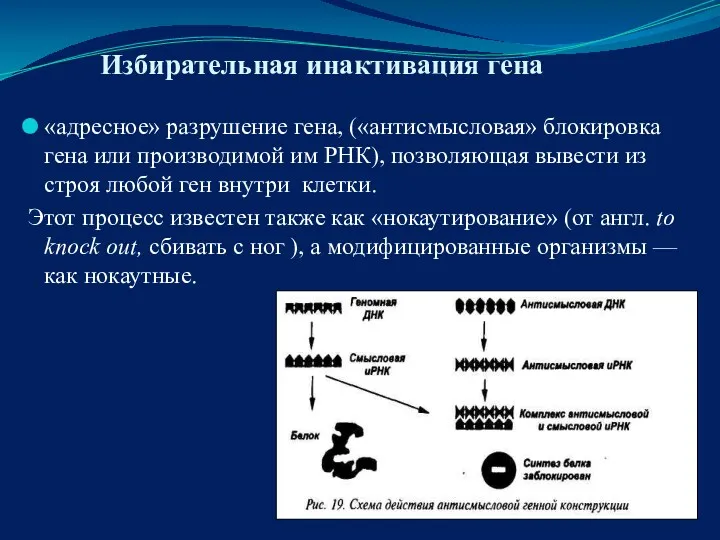 Избирательная инактивация гена «адресное» разрушение гена, («антисмысловая» блокировка гена или