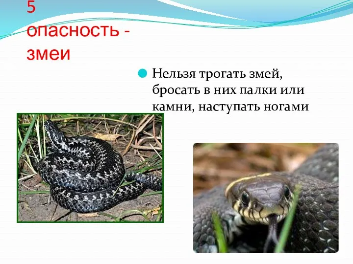 5 опасность - змеи Нельзя трогать змей, бросать в них палки или камни, наступать ногами