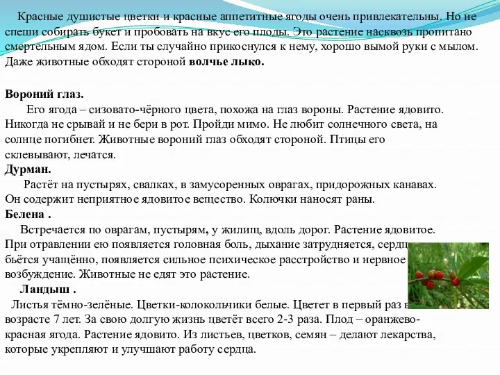 Красные душистые цветки и красные аппетитные ягоды очень привлекательны. Но