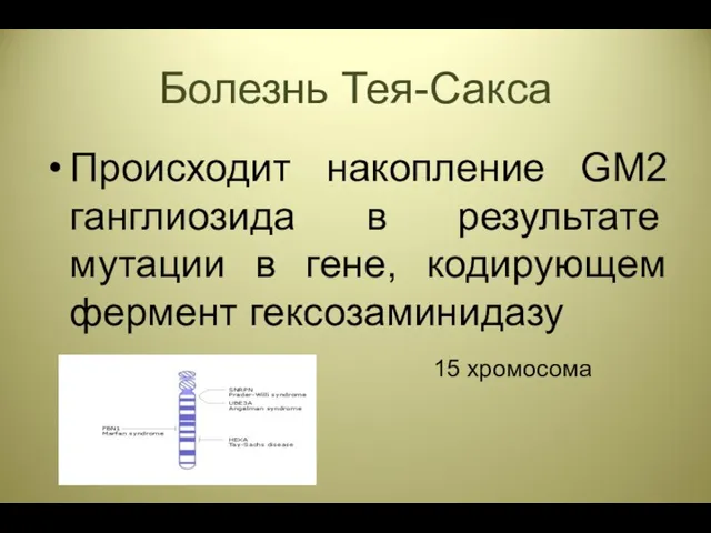 Болезнь Тея-Сакса Происходит накопление GM2 ганглиозида в результате мутации в гене, кодирующем фермент гексозаминидазу 15 хромосома