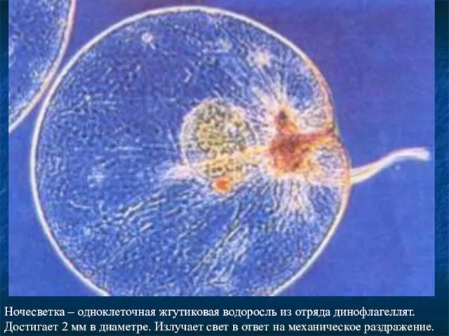 Ночесветка – одноклеточная жгутиковая водоросль из отряда динофлагеллят. Достигает 2