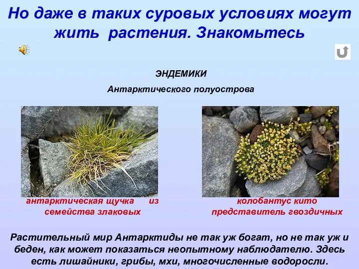 ЭНДЕМИКИ Антарктического полуострова антарктическая щучка из семейства злаковых колобантус кито