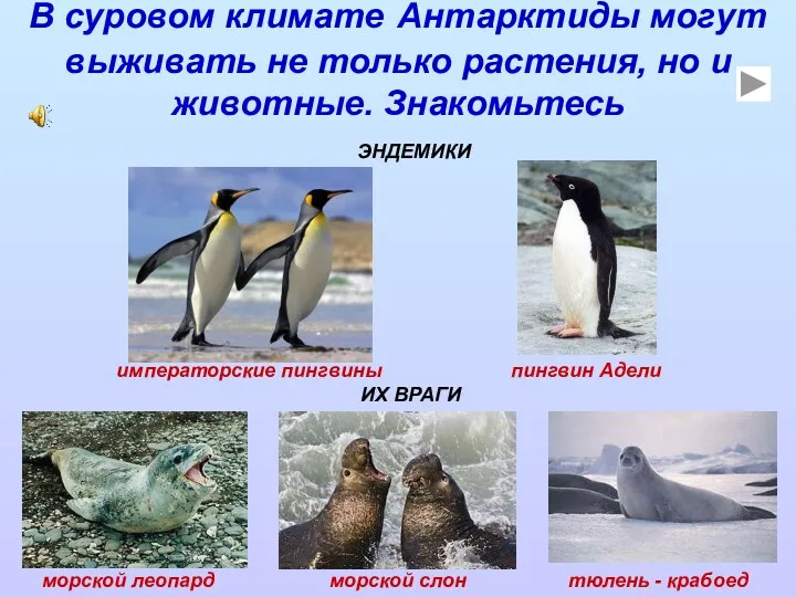 ЭНДЕМИКИ императорские пингвины пингвин Адели морской леопард морской слон тюлень