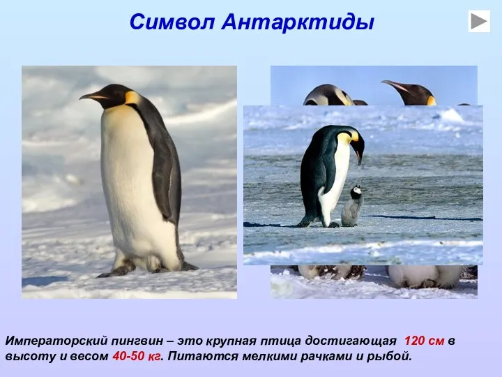 Символ Антарктиды Императорский пингвин – это крупная птица достигающая 120