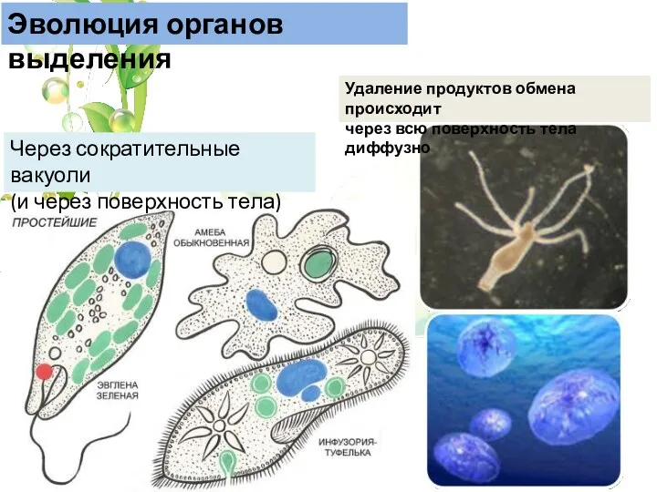 Эволюция органов выделения Через сократительные вакуоли (и через поверхность тела)