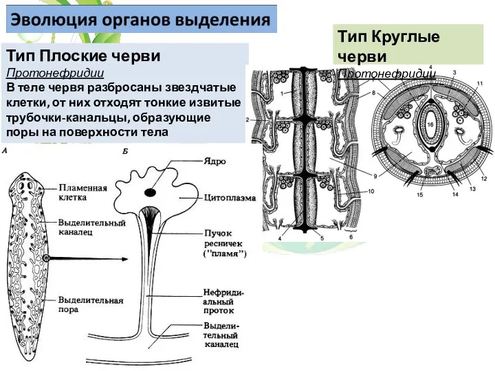 Тип Плоские черви Протонефридии В теле червя разбросаны звездчатые клетки,