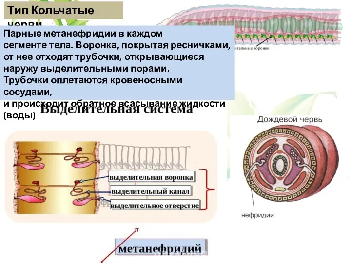 Тип Кольчатые черви Парные метанефридии в каждом сегменте тела. Воронка,