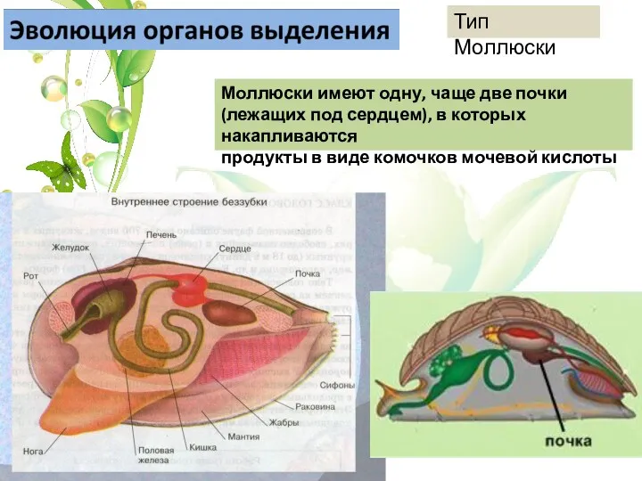 Тип Моллюски Моллюски имеют одну, чаще две почки (лежащих под