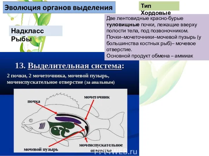 Две лентовидные красно-бурые туловищные почки, лежащие вверху полости тела, под