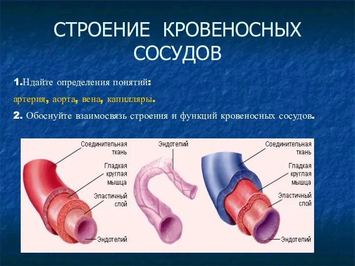 СТРОЕНИЕ КРОВЕНОСНЫХ СОСУДОВ 1.Ндайте определения понятий: артерия, аорта, вена, капилляры.