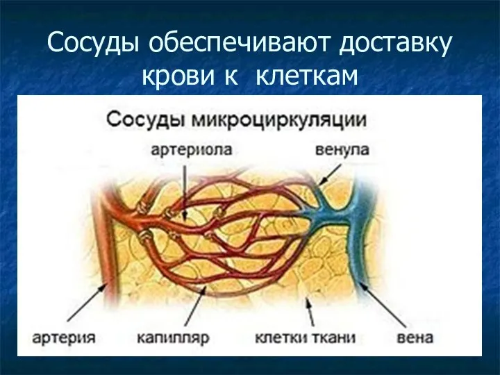 Сосуды обеспечивают доставку крови к клеткам