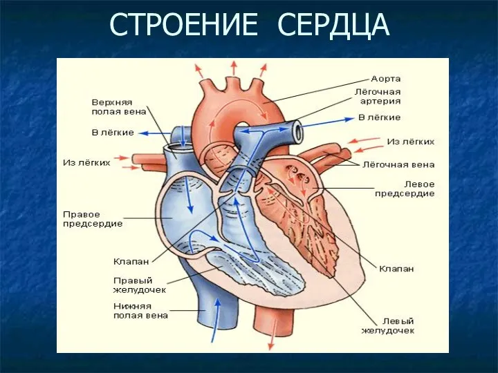 СТРОЕНИЕ СЕРДЦА