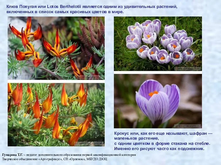 Клюв Пoпyгaя или Lotos Berthelotii является одним из удивительныx pастений, включенных в список