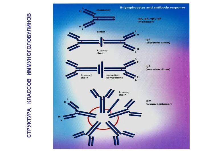 СТРУКТУРА КЛАССОВ ИММУНОГОЛОБУЛИНОВ