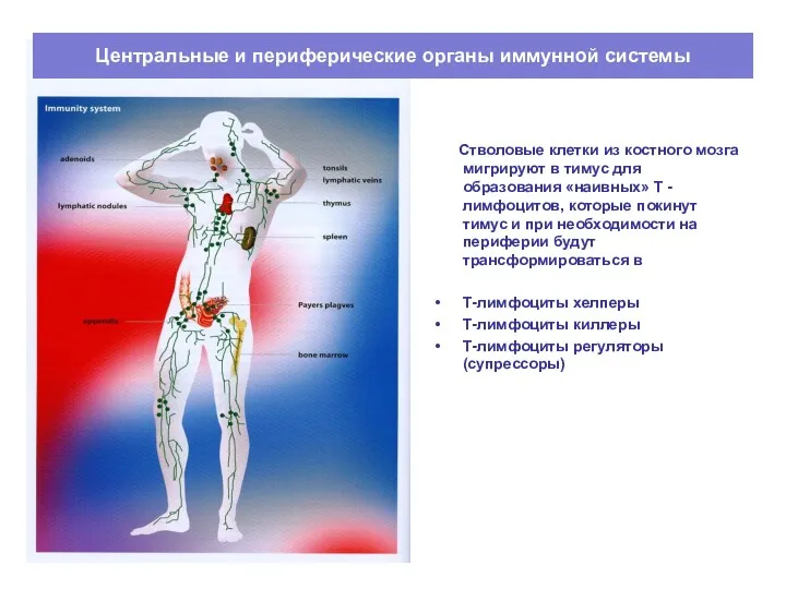 Центральные и периферические органы иммунной системы Стволовые клетки из костного