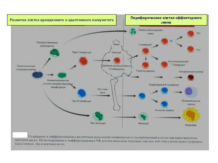 Развитие клеток врожденного и адаптивного иммунитета Периферические клетки эффекторного звена