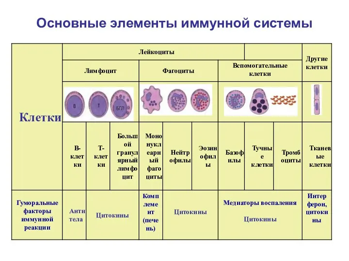Основные элементы иммунной системы