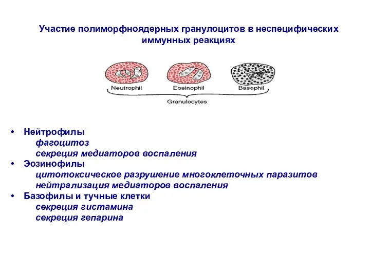 Нейтрофилы фагоцитоз секреция медиаторов воспаления Эозинофилы цитотоксическое разрушение многоклеточных паразитов