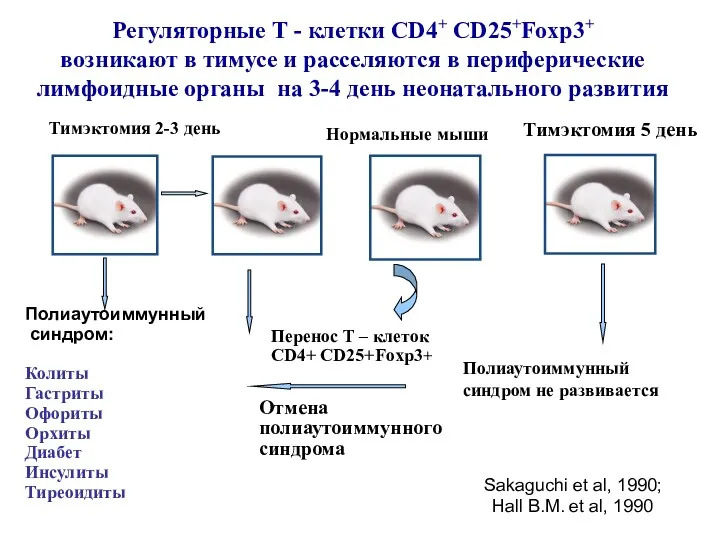 Регуляторные Т - клетки CD4+ CD25+Foxp3+ возникают в тимусе и расселяются в периферические