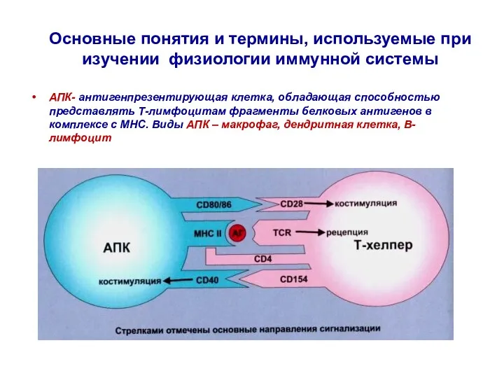 Основные понятия и термины, используемые при изучении физиологии иммунной системы АПК- антигенпрезентирующая клетка,