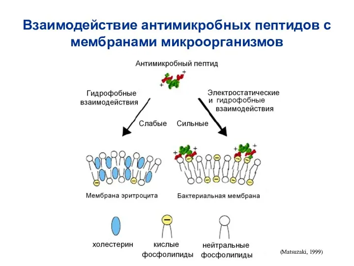 Взаимодействие антимикробных пептидов с мембранами микроорганизмов (Matsuzaki, 1999)