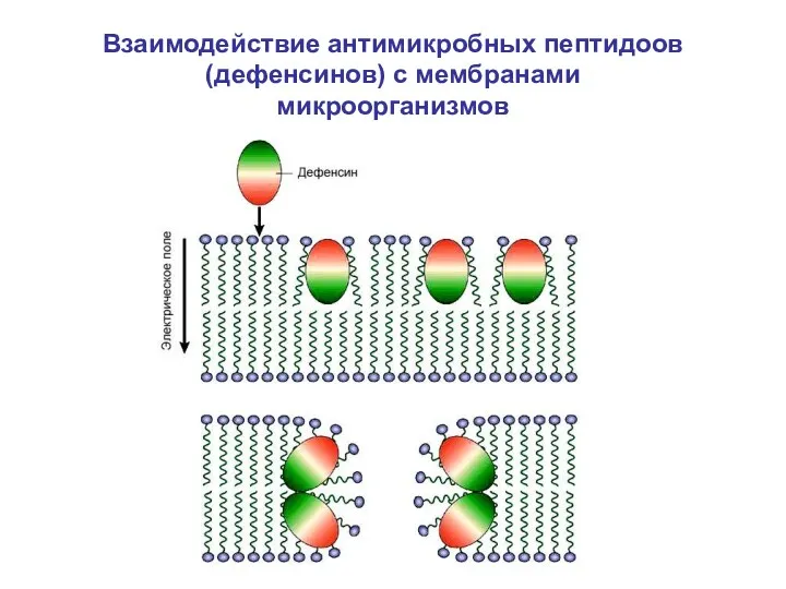 Взаимодействие антимикробных пептидоов (дефенсинов) с мембранами микроорганизмов