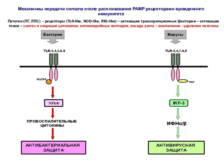Патоген (ПГ, ЛПС) - рецепторы (Toll-like, NOD-like, RIG-like) – активация транскрипционных факторов –