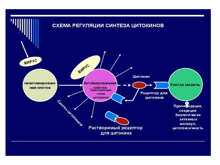 Транскрипция генов цитокинов Пролиферация, секреция биологически активных молекул, цитотоксичность