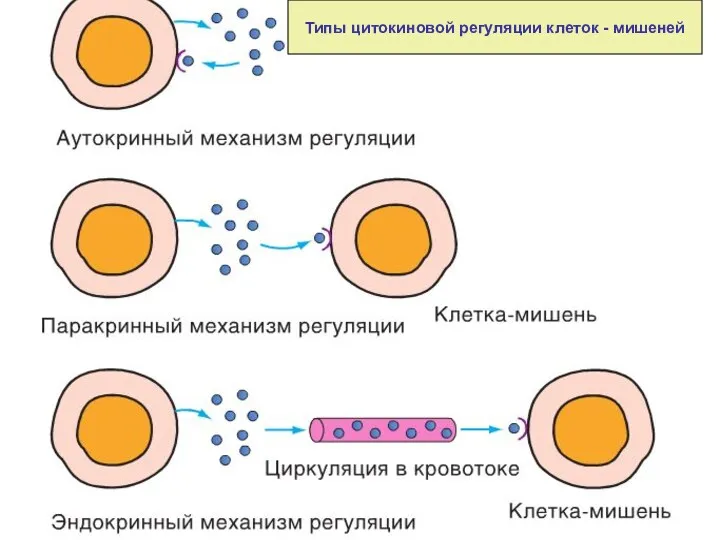 Типы цитокиновой регуляции клеток - мишеней