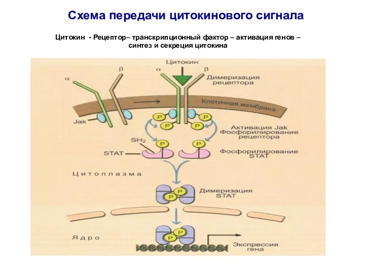 Схема передачи цитокинового сигнала Цитокин - Рецептор– транскрипционный фактор –