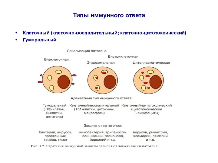Типы иммунного ответа Клеточный (клеточно-воспалительный; клеточно-цитотоксический) Гуморальный