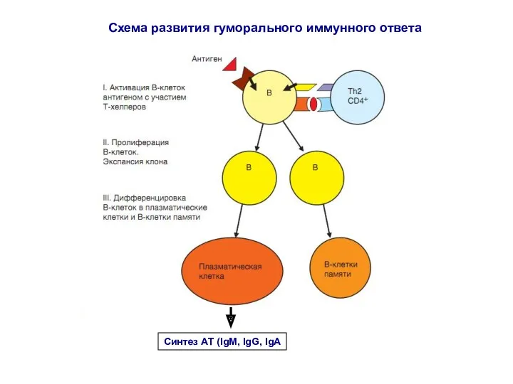 Cхема развития гуморального иммунного ответа Синтез АТ (IgM, IgG, IgA