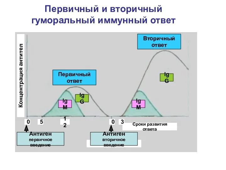 Первичный и вторичный гуморальный иммунный ответ Первичный ответ Вторичный ответ