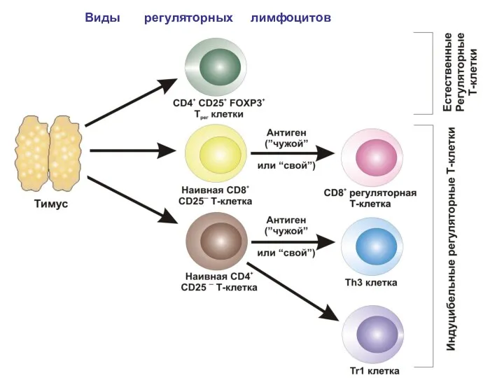Виды регуляторных лимфоцитов