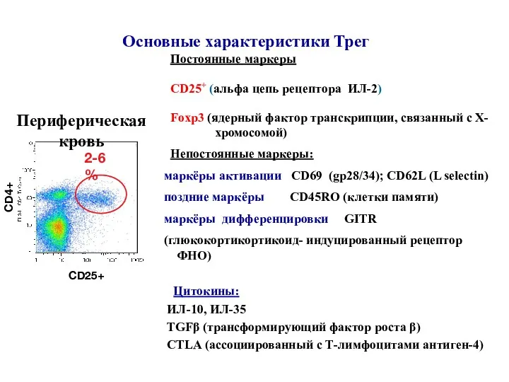 Основные характеристики Трег Постоянные маркеры СD25+ (альфа цепь рецептора ИЛ-2) Foxp3 (ядерный фактор