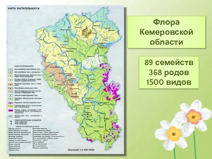 Флора Кемеровской области 89 семейств 368 родов 1500 видов