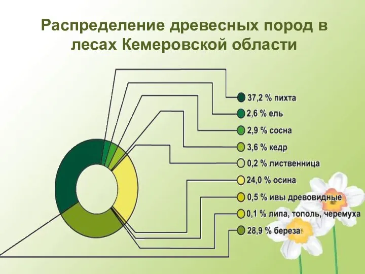 Распределение древесных пород в лесах Кемеровской области