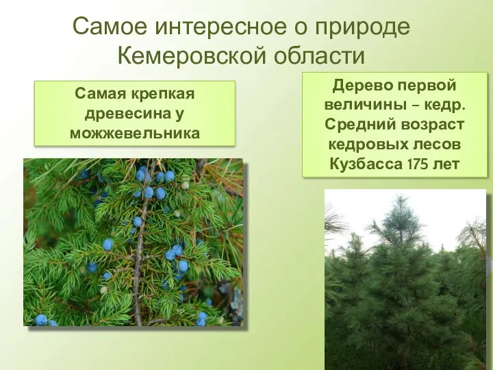 Самое интересное о природе Кемеровской области Самая крепкая древесина у можжевельника Дерево первой
