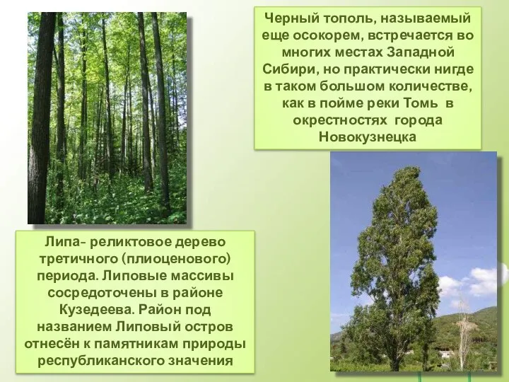 Липа- реликтовое дерево третичного (плиоценового) периода. Липовые массивы сосредоточены в районе Кузедеева. Район