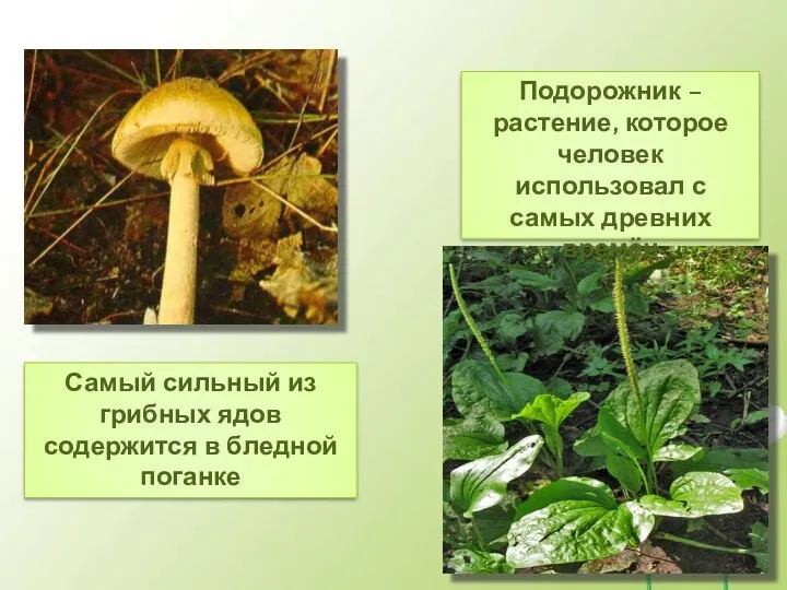 Самый сильный из грибных ядов содержится в бледной поганке Подорожник – растение, которое
