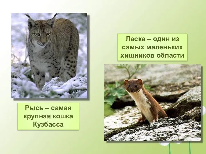 Рысь – самая крупная кошка Кузбасса Ласка – один из самых маленьких хищников области
