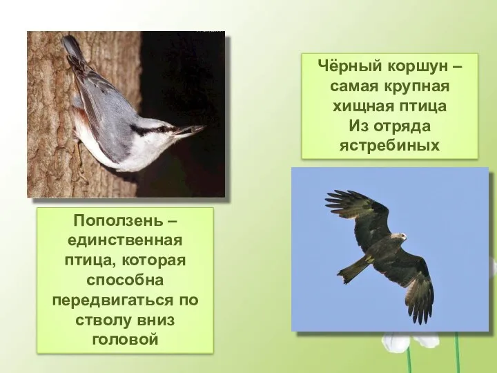 Поползень – единственная птица, которая способна передвигаться по стволу вниз головой Чёрный коршун