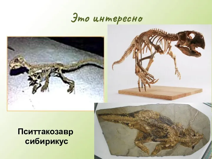 Это интересно Пситтакозавр сибирикус