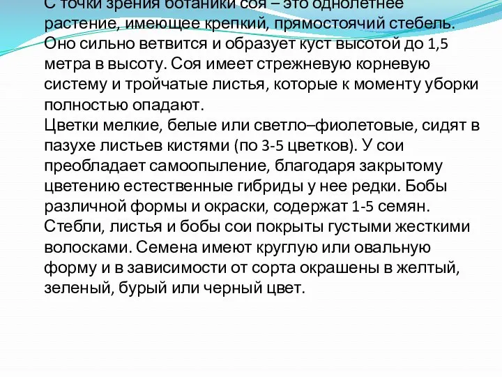 С точки зрения ботаники соя – это однолетнее растение, имеющее