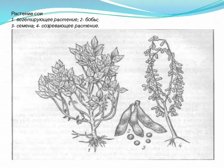 Растение сои 1- вегетирующее растение; 2- бобы; 3- семена; 4- созревающее растение.
