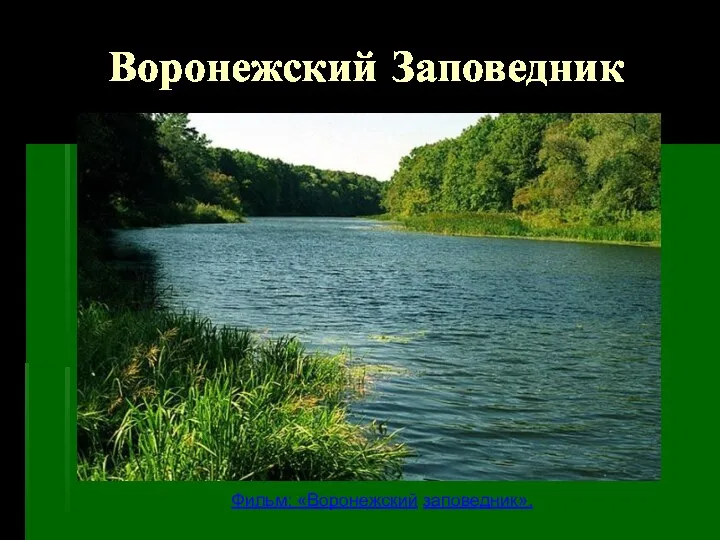 Воронежский Заповедник Фильм: «Воронежский заповедник».