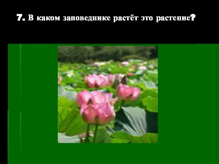 7. В каком заповеднике растёт это растение?