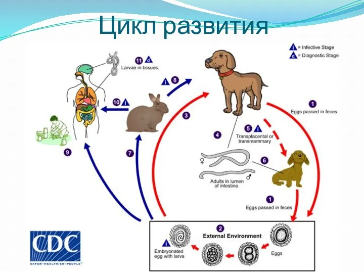 Цикл развития