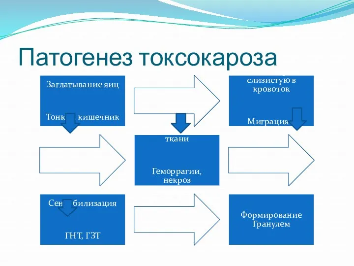 Патогенез токсокароза Заглатывание яиц Тонкий кишечник Выход через слизистую в