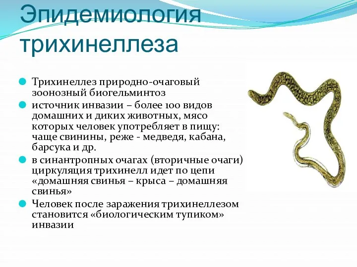 Эпидемиология трихинеллеза Трихинеллез природно-очаговый зоонозный биогельминтоз источник инвазии – более